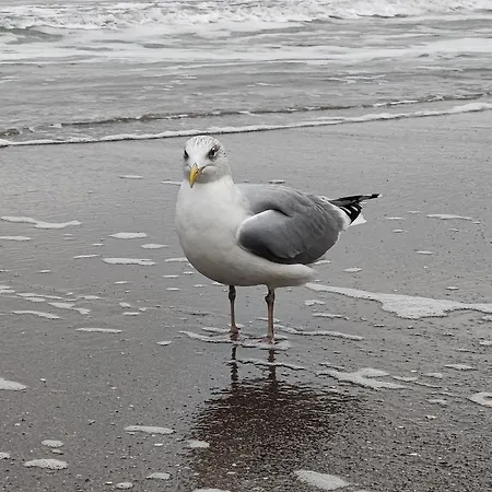 דירה Pusteblume *